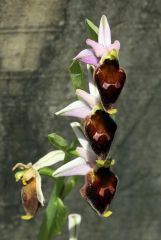 Ophrys argolica subsp. crabronifera (Sebast. & Mauri) Faurt.