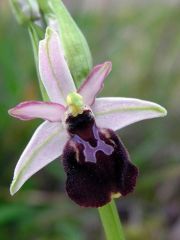 Ophrys exaltata subsp. montis-leonis (O. Danesch & E. Danesch) Soca