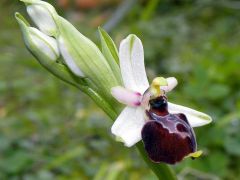 Ophrys exaltata subsp. montis-leonis (O. Danesch & E. Danesch) Soca