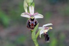 Ophrys exaltata subsp. montis-leonis (O. Danesch & E. Danesch) Soca