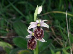 Ophrys exaltata subsp. montis-leonis (O. Danesch & E. Danesch) Soca