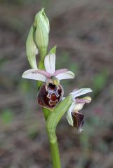 Ophrys exaltata subsp. montis-leonis (O. Danesch & E. Danesch) Soca