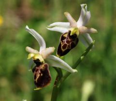 Ophrys exaltata subsp. montis-leonis (O. Danesch & E. Danesch) Soca