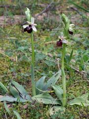 Ophrys exaltata subsp. montis-leonis (O. Danesch & E. Danesch) Soca