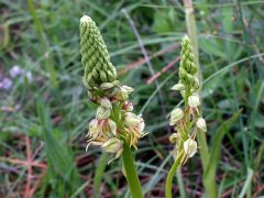 Orchis anthropophora (L.) Allioni