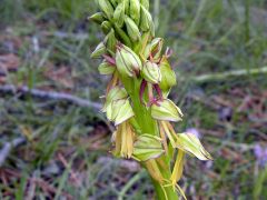 Orchis anthropophora (L.) Allioni