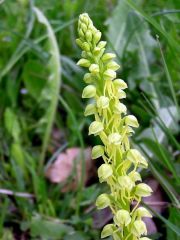 Orchis anthropophora (L.) Allioni