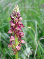 Orchis anthropophora (L.) Allioni