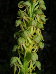 Orchis anthropophora (L.) Allioni