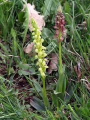 Orchis anthropophora (L.) Allioni