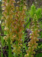 Orchis anthropophora (L.) Allioni