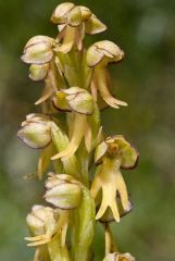 Orchis anthropophora (L.) Allioni