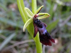 Ophrys insectifera L.