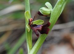 Ophrys insectifera L.