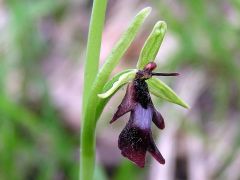 Ophrys insectifera L.