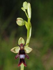 Ophrys insectifera L.