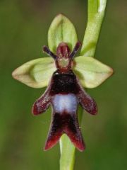 Ophrys insectifera L.