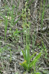 Ophrys insectifera L.