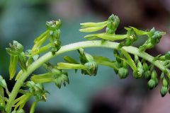 Listera ovata (L.) R. Br.