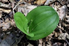 Listera ovata (L.) R. Br.