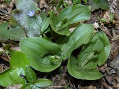 Listera ovata (L.)R.Brown