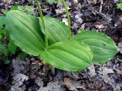 Listera ovata (L.)R.Brown