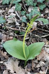 Listera ovata (L.) R. Br.