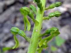 Listera ovata (L.)R.Brown