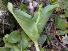 Listera ovata (L.)R.Brown