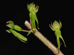 Listera ovata (L.)R.Brown