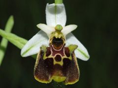 Ophrys holosericea subsp. holosericea (Burm.f.) Greuter