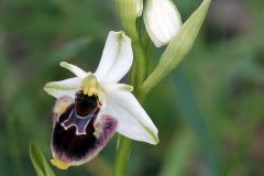 Ophrys holosericea subsp. holosericea (Burm.f.) Greuter