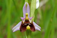 Ophrys holosericea subsp. holosericea (Burm.f.) Greuter