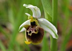 Ophrys holosericea subsp. holosericea (Burm.f.) Greuter