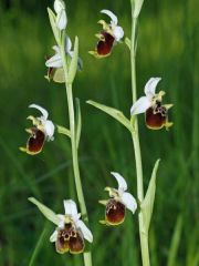 Ophrys holosericea subsp. holosericea (Burm.f.) Greuter