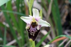 Ophrys holosericea subsp. holosericea (Burm.f.) Greuter