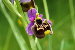 Ophrys holosericea subsp. holosericea (Burm.f.) Greuter