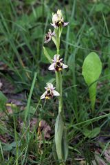 Ophrys holosericea subsp. holosericea (Burm.f.) Greuter