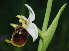 Ophrys holosericea subsp. holosericea (Burm.f.) Greuter