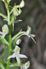 Platanthera bifolia (L.) Rchb.