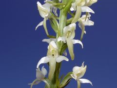 Platanthera bifolia (L.) Rchb.