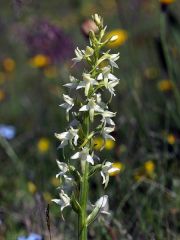 Platanthera bifolia (L.) Rchb.