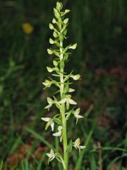 Platanthera bifolia (L.) Rchb.