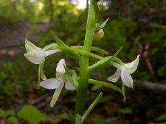 Platanthera bifolia (L.) Rchb.