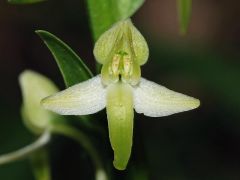 Platanthera bifolia (L.) Rchb.