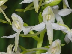 Platanthera bifolia (L.) Rchb.