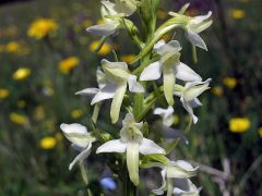 Platanthera bifolia (L.) Rchb.