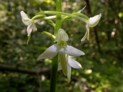 Platanthera bifolia (L.) Rchb.