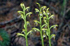 Corallorhiza trifida Châtel