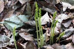 Corallorhiza trifida Châtel